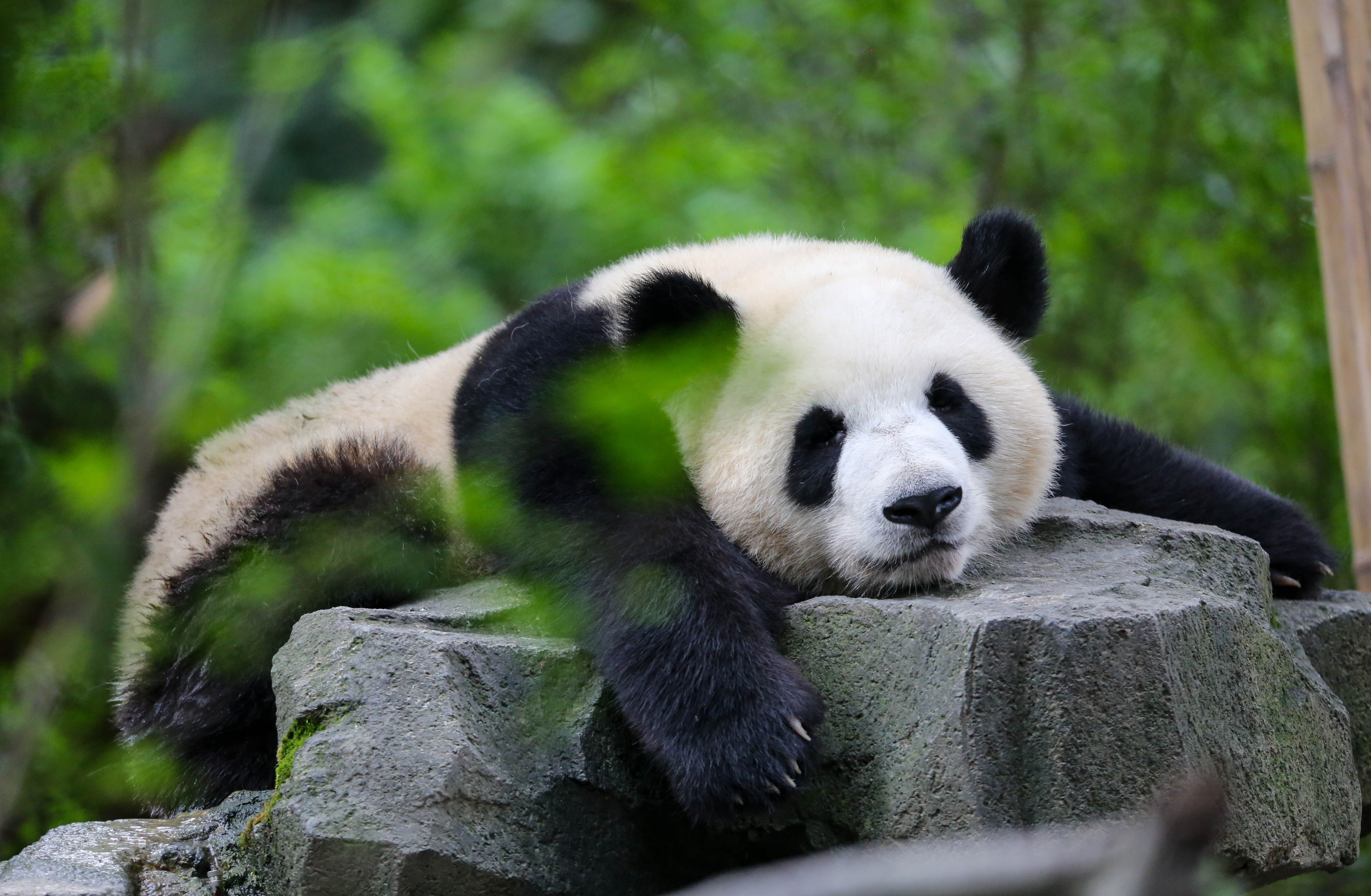 Reiseziel Asien, China, Pandas in Chengdu