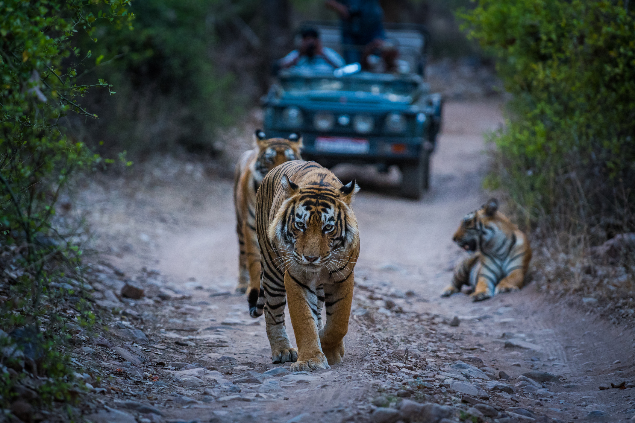 Reiseziel Asien Indien, Ranthambhore Nationalpark