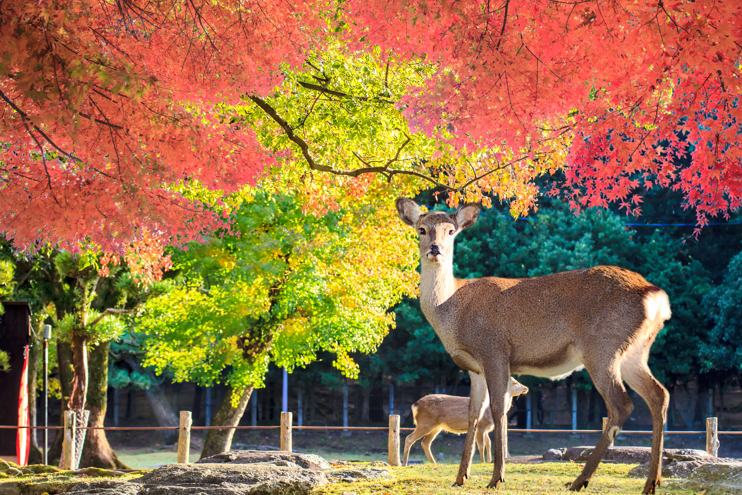 Reiseziel Asien Japan, Rehe im Nara Park