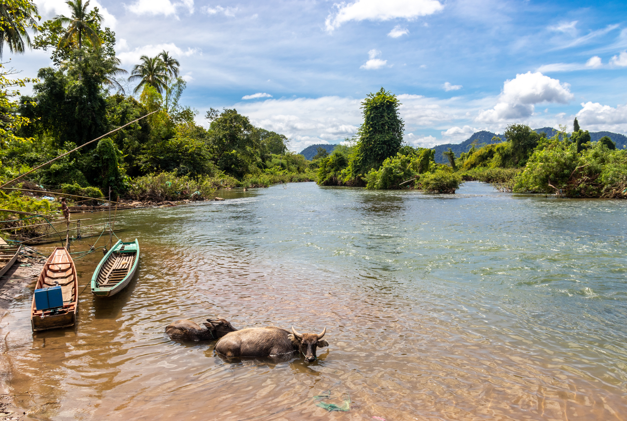 Laos, Büffel am Mekong