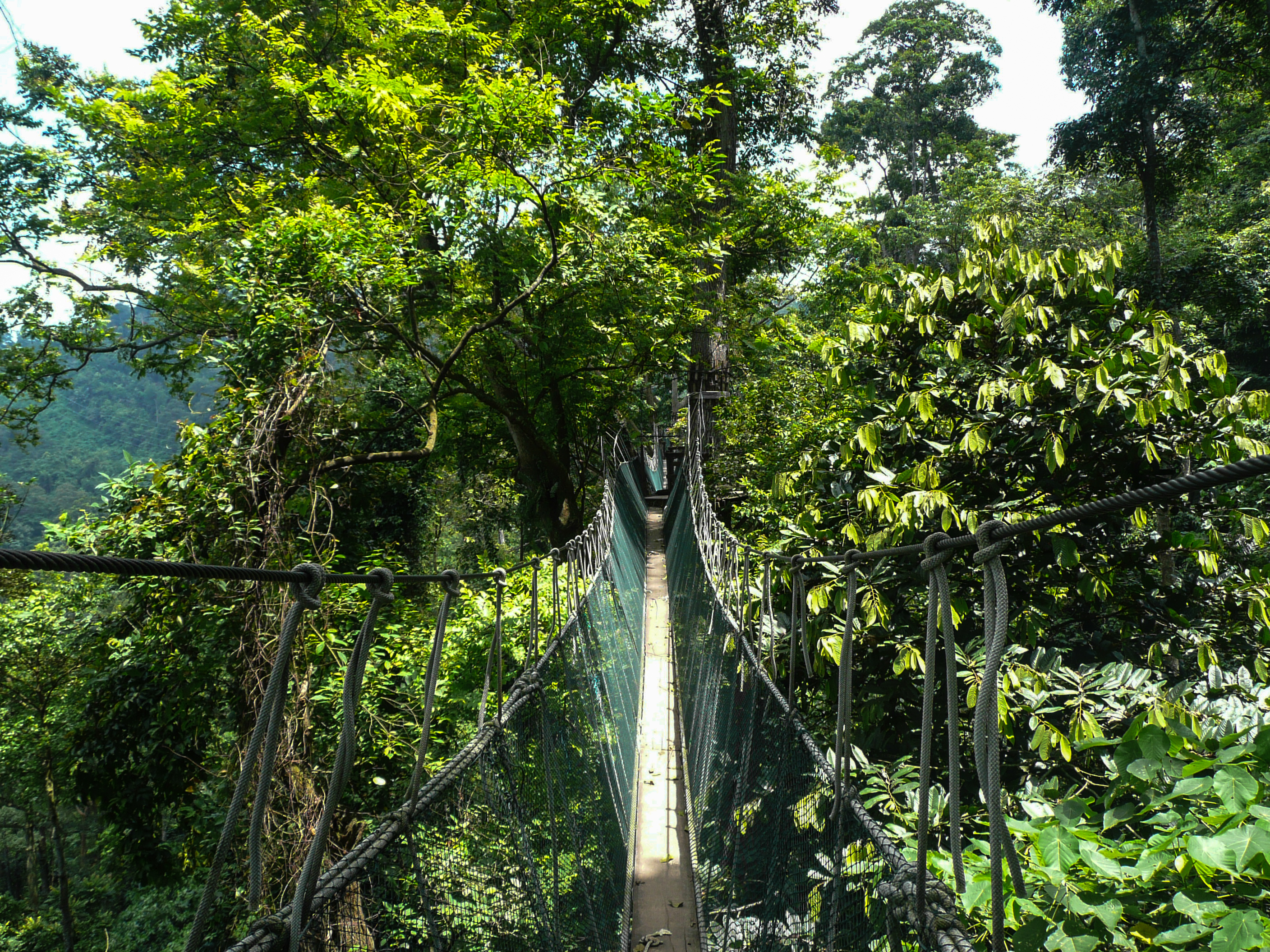 Reiseziel Asien, Malaysia, Taman Negara Nationalpark